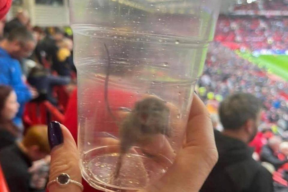 不愧是黑猫！桑德兰女球迷在曼联主场抓到一只活老鼠